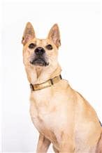 【待認養】混種犬 狗 (男生) - 臺北市動物之家