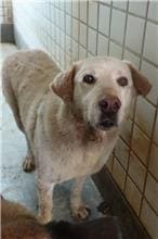 【待認養】混種犬 狗 (男生) - 宜蘭縣流浪動物中途之家