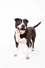 【待認養】混種犬 狗 (男生) - 臺北市動物之家