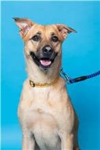 【待認養】混種犬 狗 (男生) - 臺北市動物之家