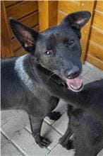 【待認養】混種犬 狗 (男生) - 臺南市動物之家灣裡站