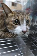 【待認養】混種貓 貓 (女生) - 宜蘭縣流浪動物中途之家