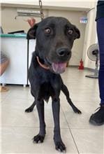 【待認養】混種犬 狗 (女生) - 金門縣動物收容中心