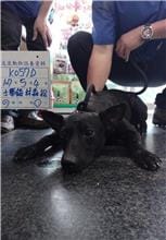 【待認養】混種犬 狗 (男生) - 雲林縣流浪動物收容所