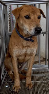 【待認養】混種犬 狗 (男生) - 花蓮縣狗貓躍動園區