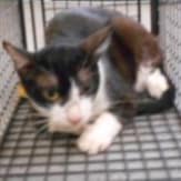 【待認養】混種貓 貓 (男生) - 桃園市動物保護教育園區