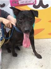 【待認養】混種犬 狗 (女生) - 新北市新店區公立動物之家