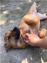 【待認養】混種犬 狗 (女生) - 新北市五股區公立動物之家