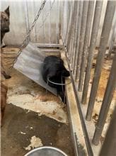 【待認養】混種犬 狗 (女生) - 臺南市動物之家善化站