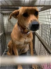 【待認養】混種犬 狗 (男生) - 臺南市動物之家善化站