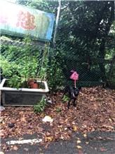 【待認養】混種犬 狗 (女生) - 新北市五股區公立動物之家