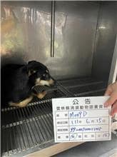 【待認養】混種犬 狗 (女生) - 雲林縣流浪動物收容所