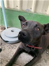 【待認養】混種犬 狗 (女生) - 屏東縣公立犬貓中途之家