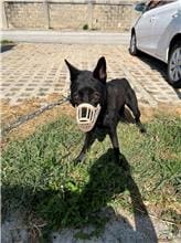 【待認養】混種犬 狗 (男生) - 金門縣動物收容中心