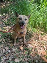 【待認養】混種犬 狗 (男生) - 新竹縣動物保護教育園區