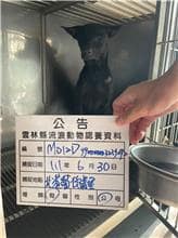 【待認養】混種犬 狗 (男生) - 雲林縣流浪動物收容所