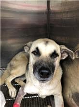 【待認養】混種犬 狗 (女生) - 新北市新店區公立動物之家