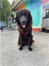 【待認養】混種犬 狗 (女生) - 屏東縣公立犬貓中途之家