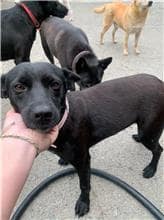 【待認養】混種犬 狗 (女生) - 屏東縣公立犬貓中途之家