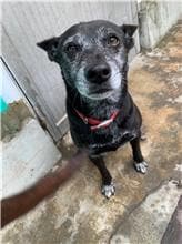 【待認養】混種犬 狗 (女生) - 屏東縣公立犬貓中途之家