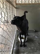 【待認養】混種犬 狗 (女生) - 金門縣動物收容中心