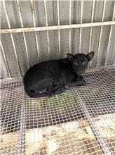 【待認養】混種犬 狗 (男生) - 新北市八里區公立動物之家