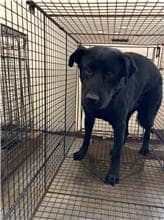 【待認養】混種犬 狗 (男生) - 桃園市動物保護教育園區