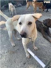 【待認養】混種犬 狗 (男生) - 屏東縣公立犬貓中途之家