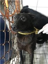 【待認養】混種犬 狗 (男生) - 新北市八里區公立動物之家