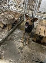 【待認養】混種犬 狗 (男生) - 屏東縣公立犬貓中途之家