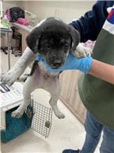 【待認養】混種犬 狗 (女生) - 新竹市動物保護教育園區