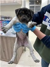 【待認養】混種犬 狗 (男生) - 新竹市動物保護教育園區