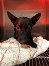 【待認養】混種犬 狗 (男生) - 新北市新店區公立動物之家