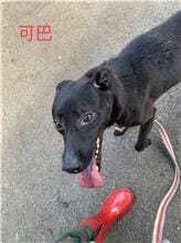 【待認養】混種犬 狗 (女生) - 臺北市動物之家