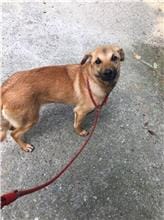 【待認養】混種犬 狗 (女生) - 新北市五股區公立動物之家