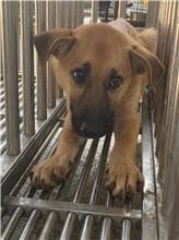 【待認養】混種犬 狗 (男生) - 澎湖縣流浪動物收容中心