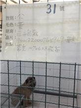 【待認養】混種犬 狗 (男生) - 連江縣流浪犬收容中心