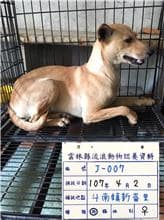 【待認養】混種犬 狗 (女生) - 雲林縣流浪動物收容所