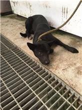 【待認養】混種犬 狗 (男生) - 新北市新店區公立動物之家