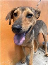 【待認養】混種犬 狗 (女生) - 澎湖縣流浪動物收容中心