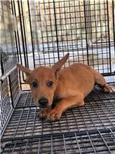 【待認養】混種犬 狗 (男生) - 澎湖縣流浪動物收容中心