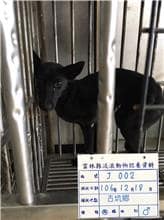 【待認養】混種犬 狗 (男生) - 雲林縣流浪動物收容所