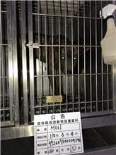 【待認養】混種犬 狗 (男生) - 雲林縣流浪動物收容所