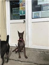 【待認養】混種犬 狗 (男生) - 新北市八里區公立動物之家