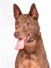 【待認養】混種犬 狗 (男生) - 臺北市動物之家