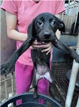 【待認養】混種犬 狗 (女生) - 彰化縣流浪狗中途之家