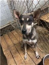 【待認養】混種犬 狗 (女生) - 屏東縣公立犬貓中途之家