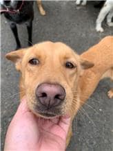 【待認養】混種犬 狗 (女生) - 屏東縣公立犬貓中途之家