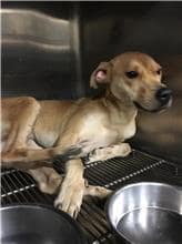 【待認養】混種犬 狗 (男生) - 新北市五股區公立動物之家