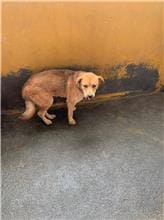 【待認養】混種犬 狗 (女生) - 澎湖縣流浪動物收容中心